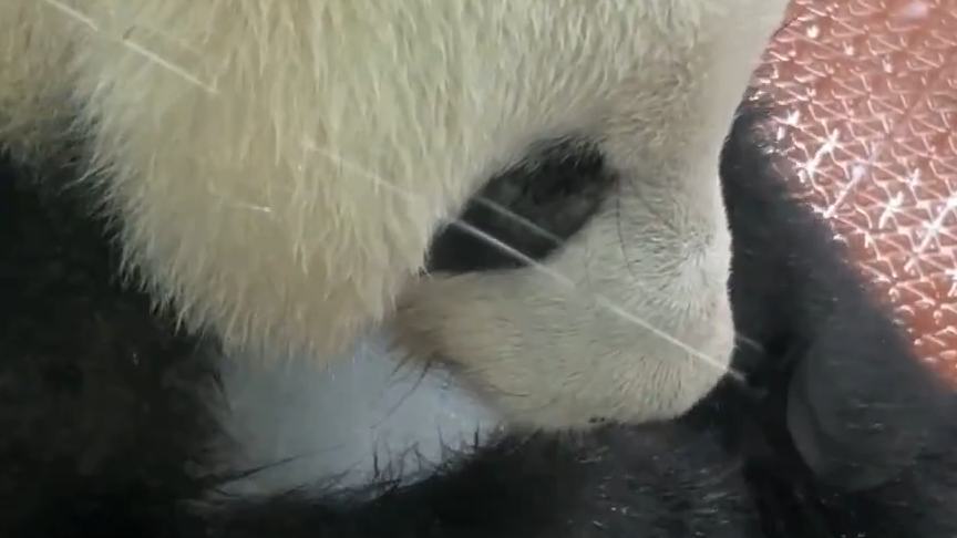 Giant panda Xingyi seeks icy relief from sweltering heat at Guangzhou Zoo