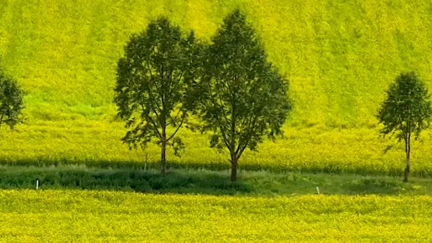Cole flowers: A tapestry of gold and green