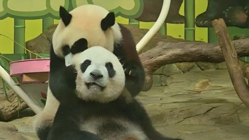 Heartwarming moment: Giant panda Meng Meng plays with her cub Mei Zhu