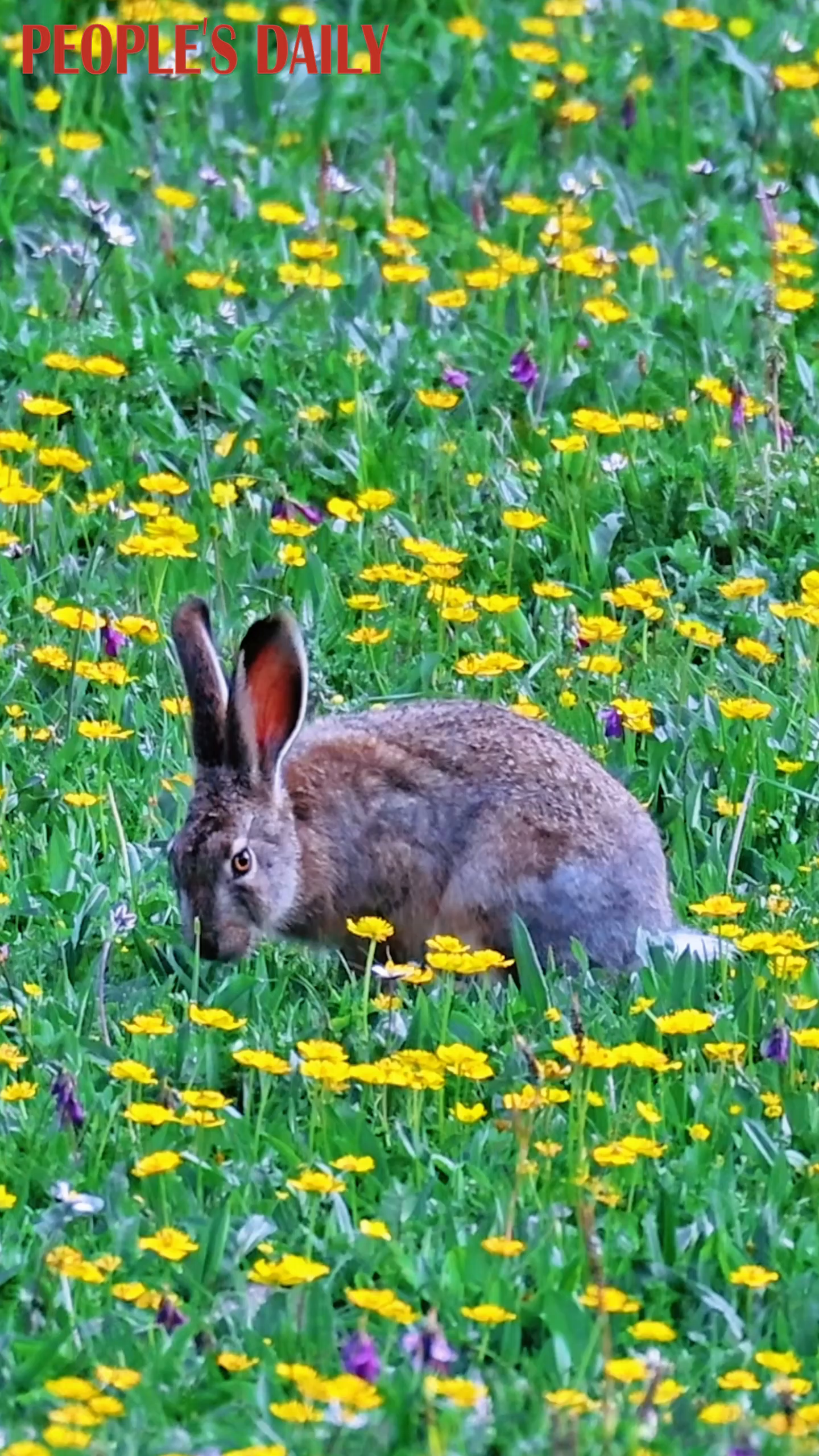 Adorable woolly hare grazes on a flower-dotted meadow
