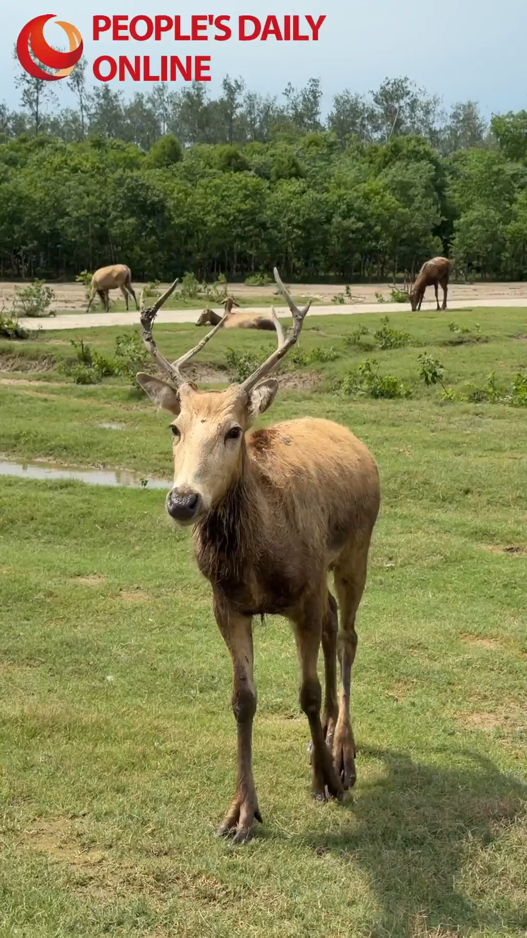 Spaniard explores 'Oriental Kenya' in E China's Jiangsu as milu deer mark 40 years home