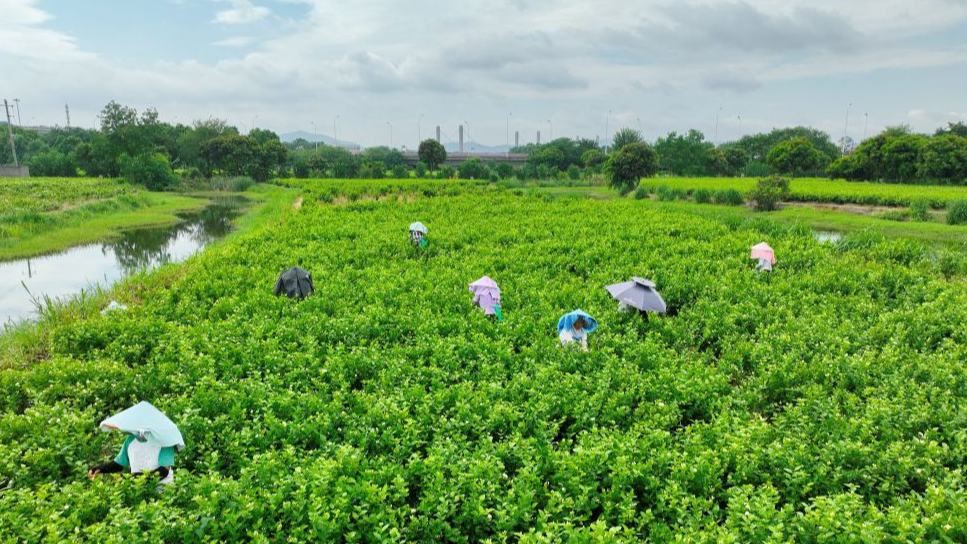 Fuzhou's jasmine tea industrial heritage fuels local cultural tourism growth