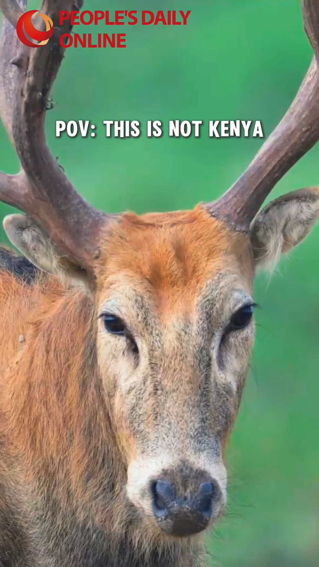 40 years on, milu deer thrives in China's 'Oriental Kenya'