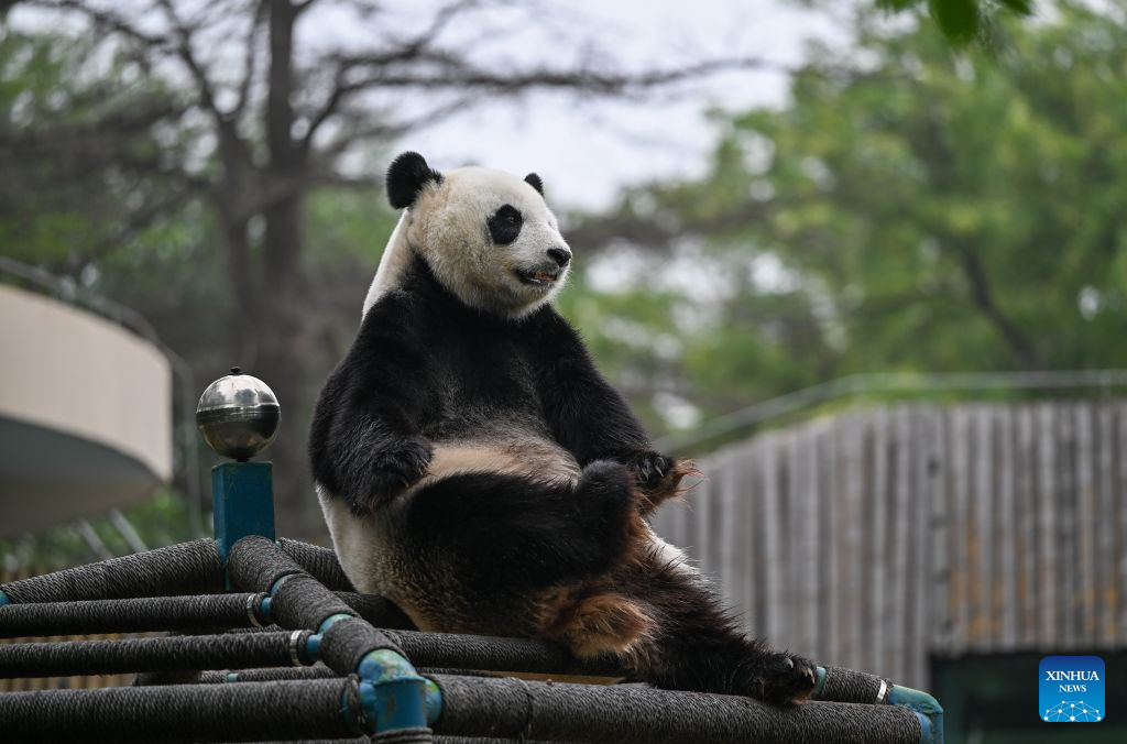 Giant panda Xi Le celebrates 13th birthday at Tianjin Zoo
