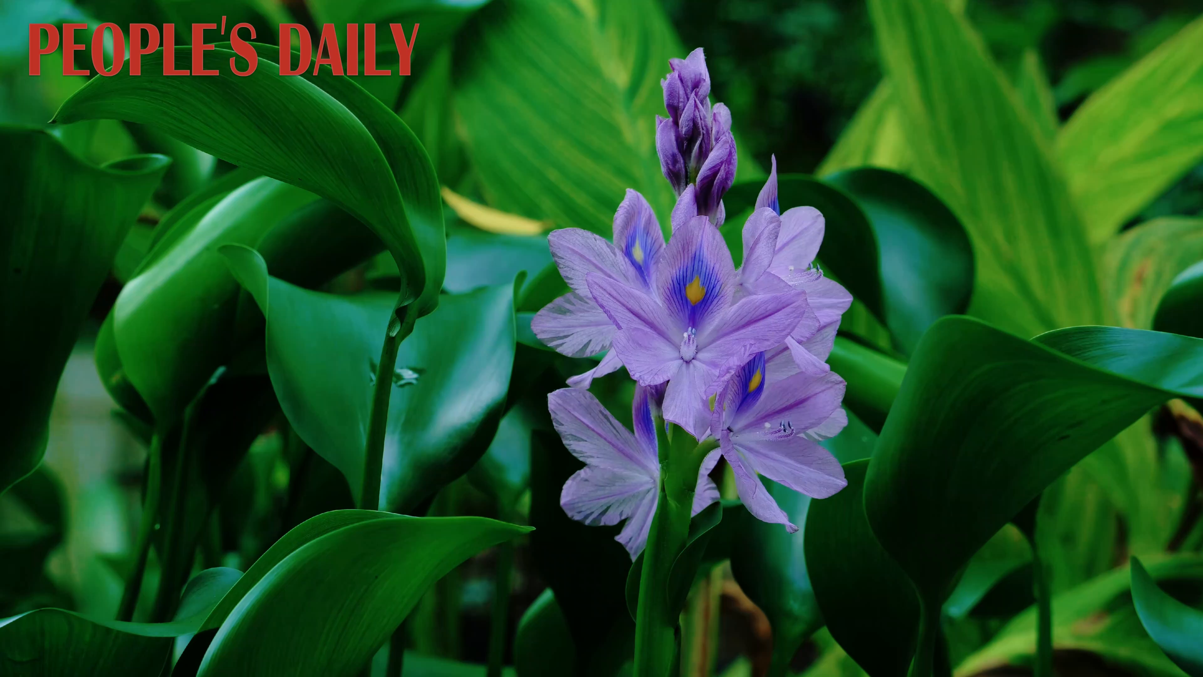 Time-lapse captures the beauty and vitality of blooming flowers