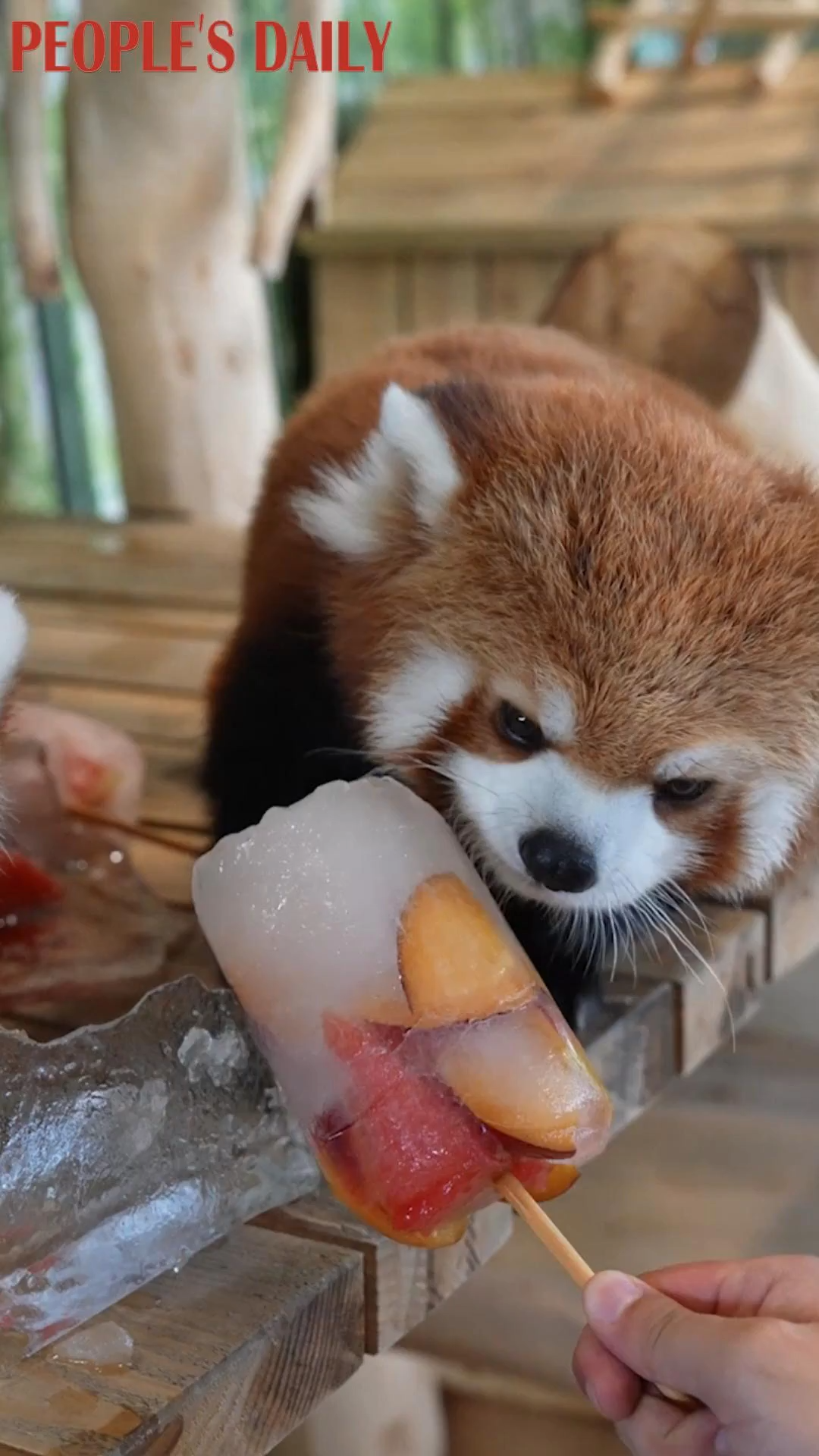 Animals beat the heat with icy treats at Harbin Polarland
