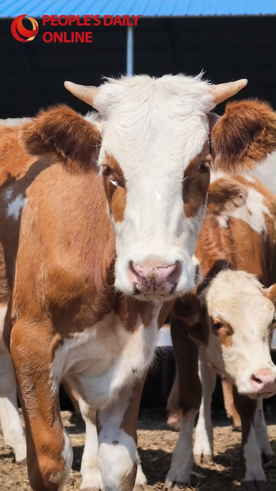 N China's herdsman pursues a greener path to prosperity