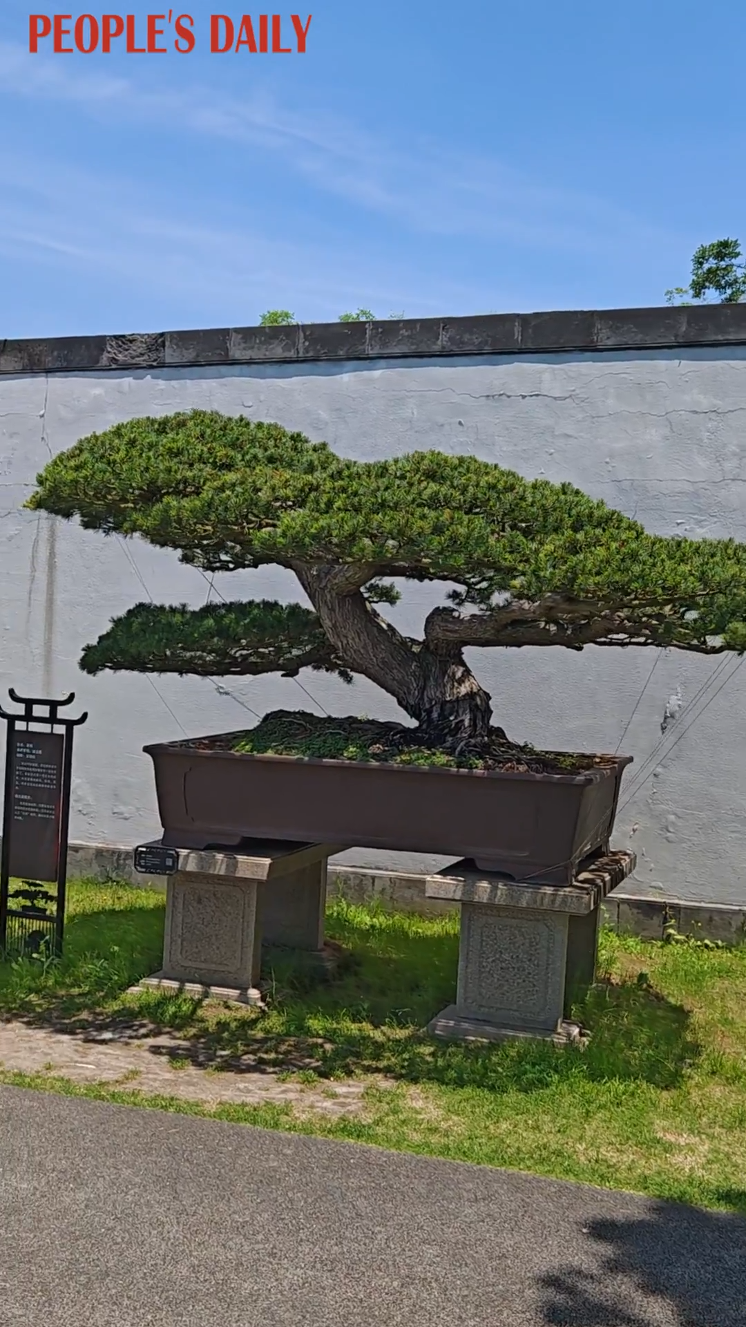 Discover Chinese aesthetics through exquisite bonsai art
