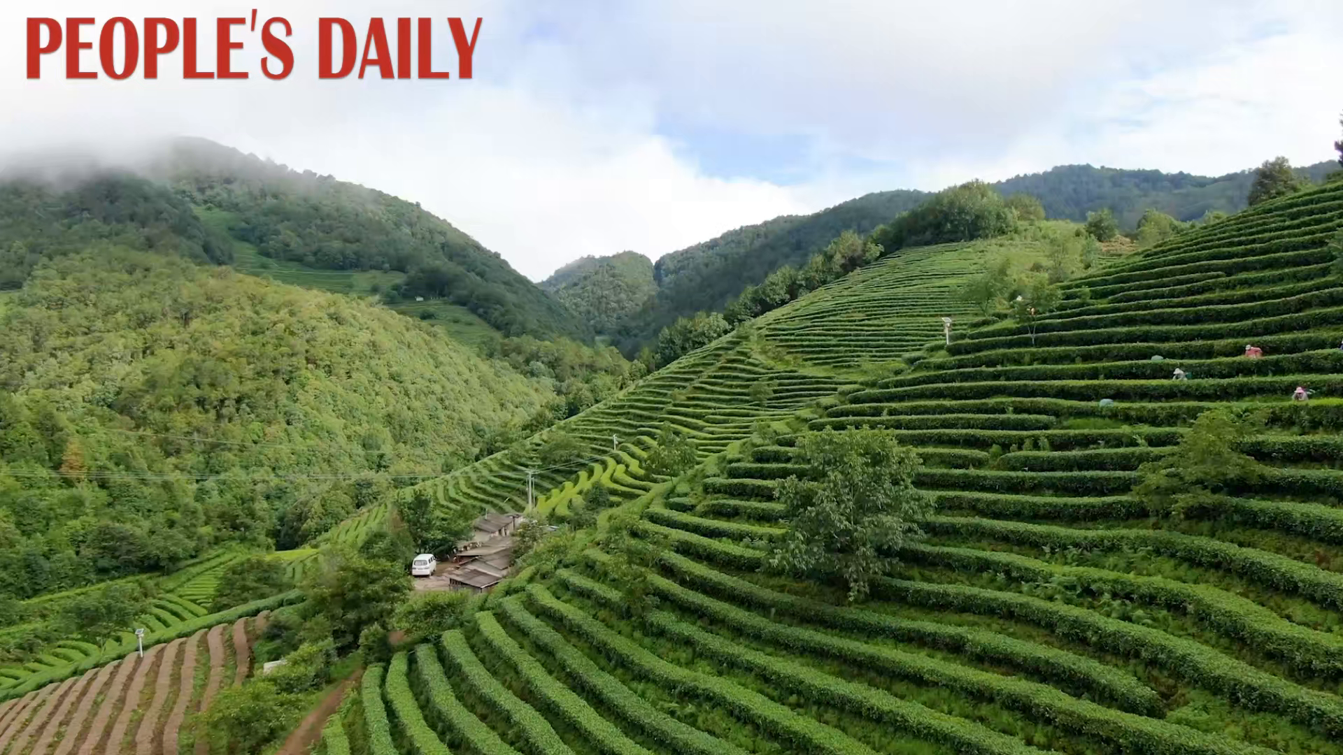 High-altitude tea plantation thrives in Yunnan