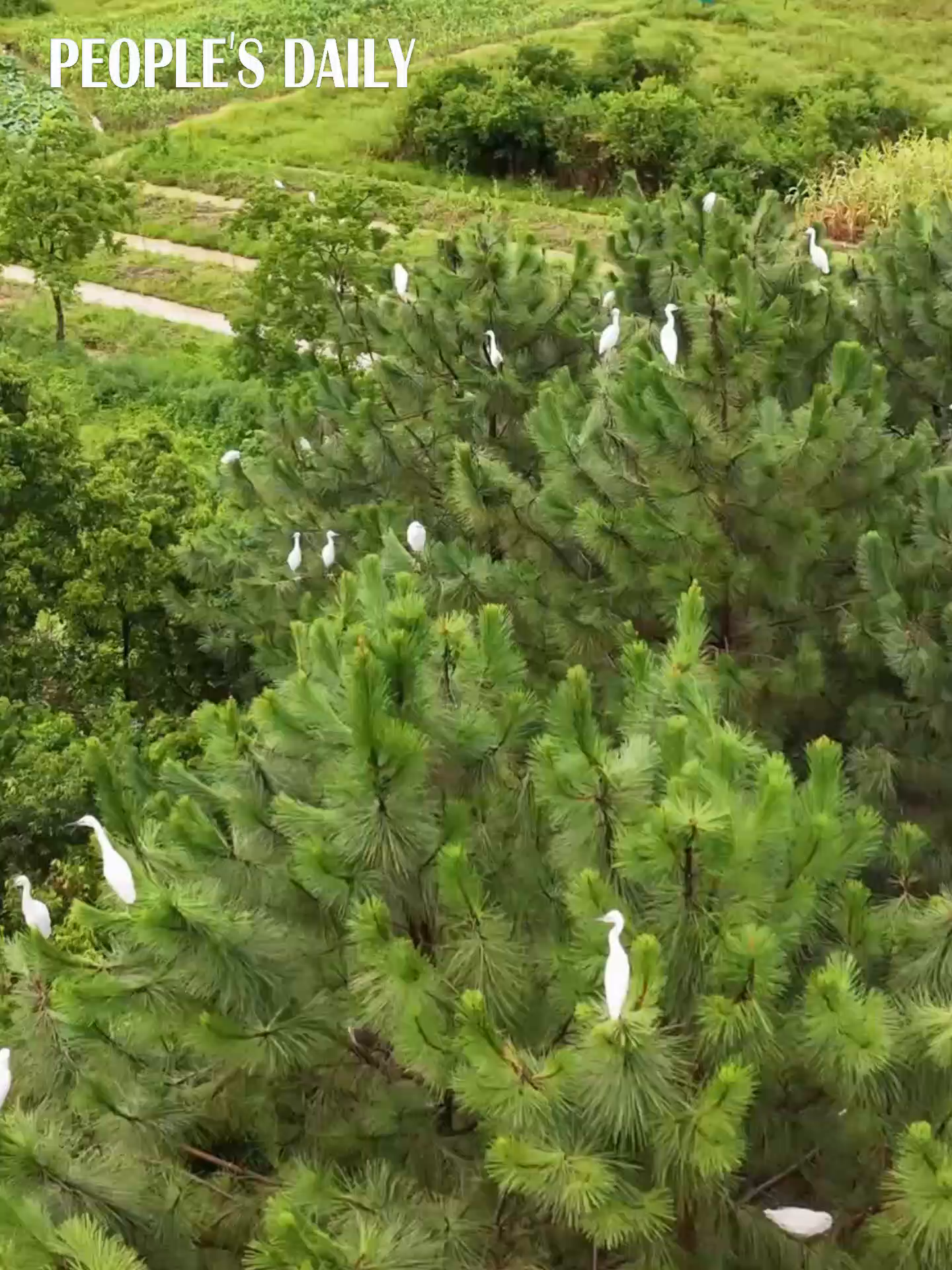 Nature's canvas: White egrets dot lush treetops