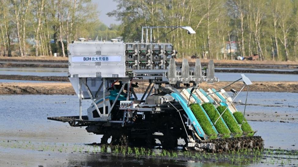 Tech innovation reshapes China's granary heartland, bolstering food security