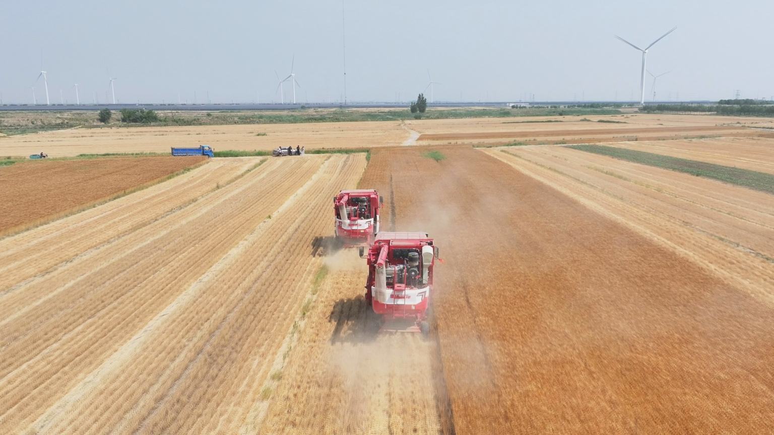 Wheat cultivated on saline-alkali fields grows into thriving industry in N China's Hebei