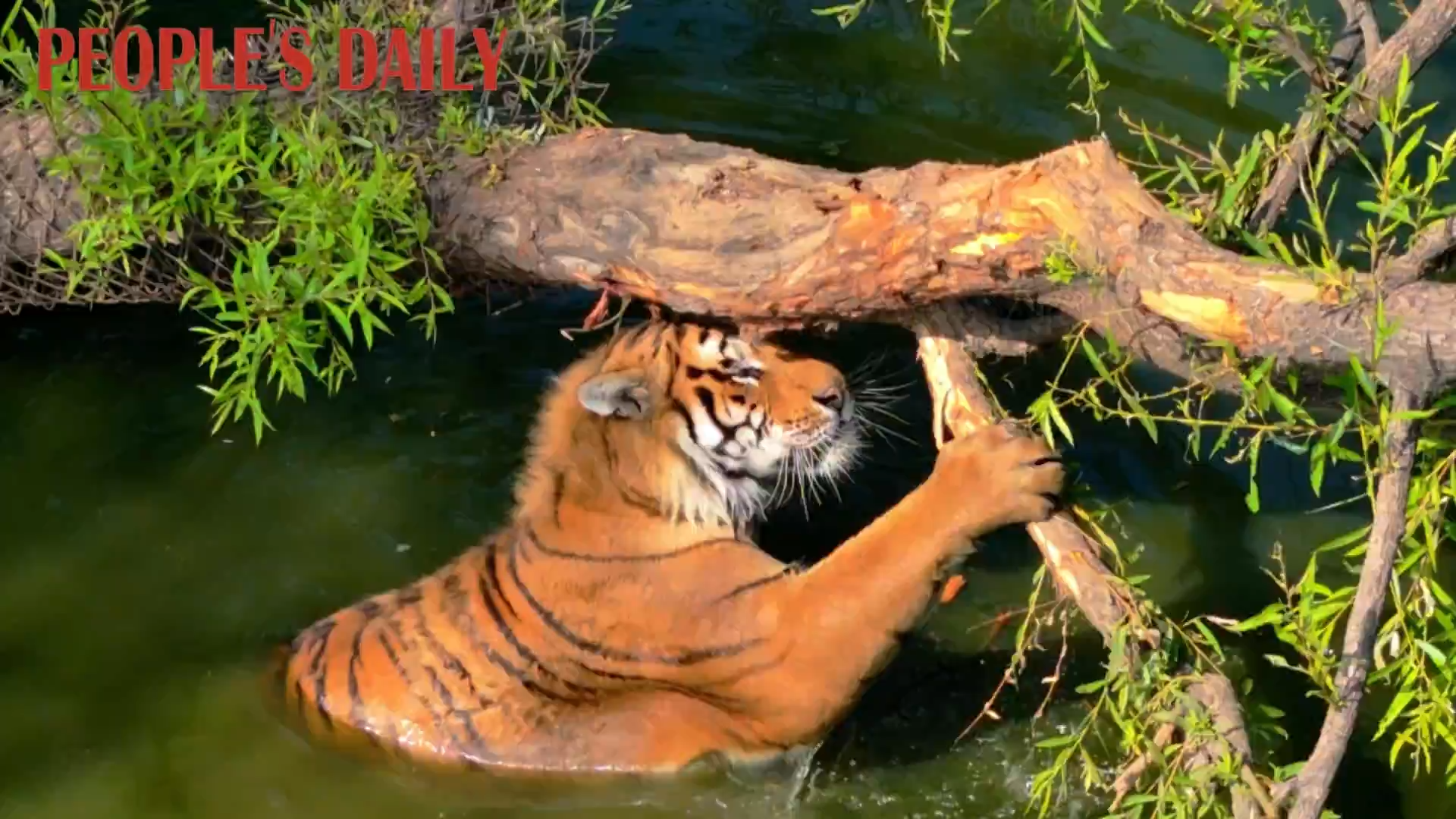Siberian tigers enjoy playtime in Shenyang