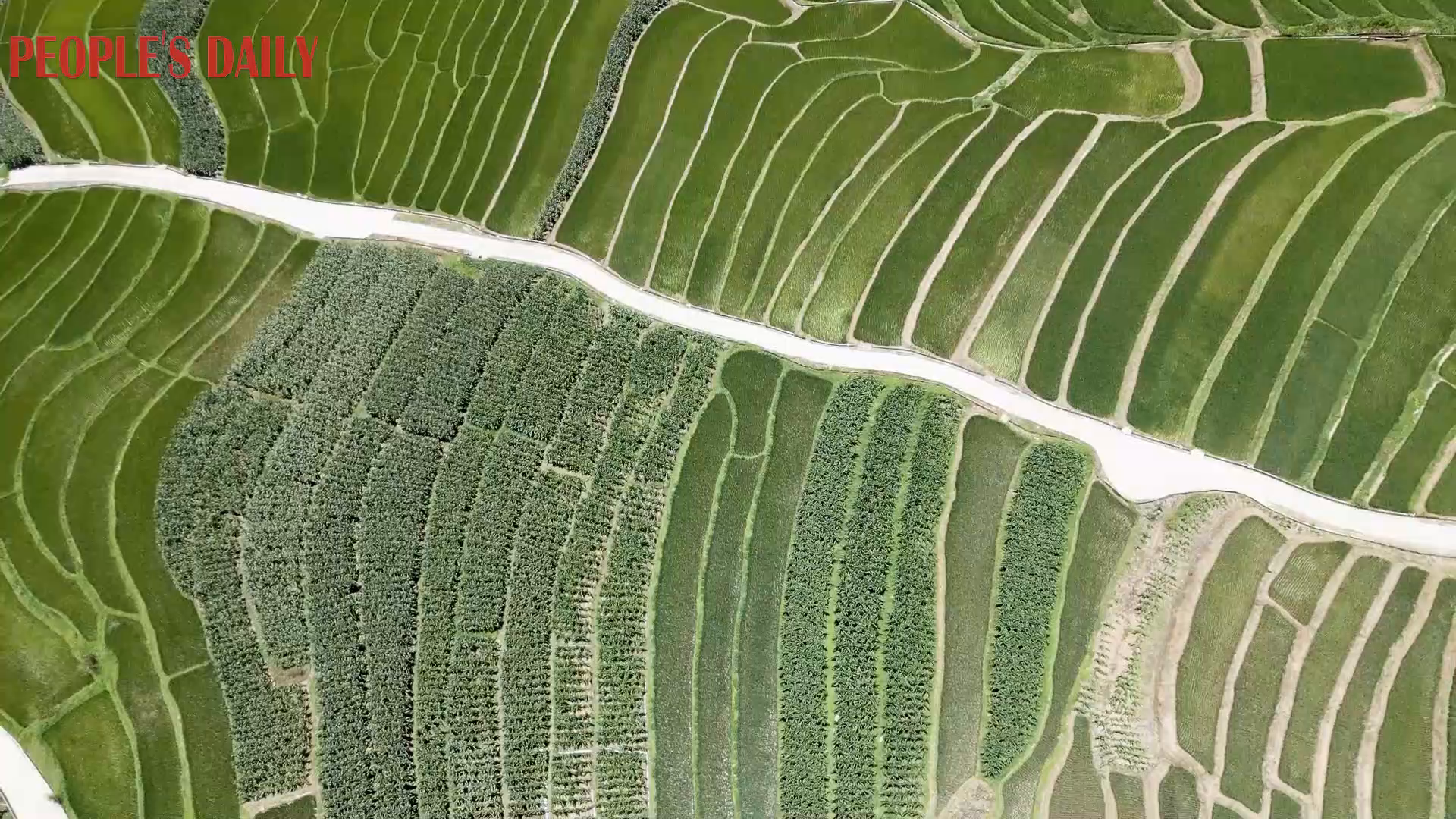 Bird's-eye view of lush rice terraces in Dali, Yunnan