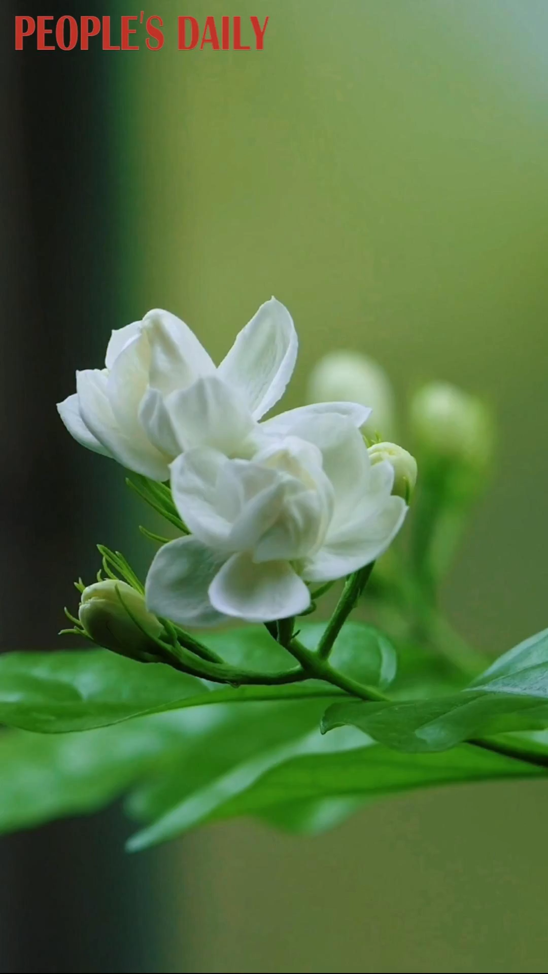 Time-lapse captures jasmine flowers in bloom in Chongqing
