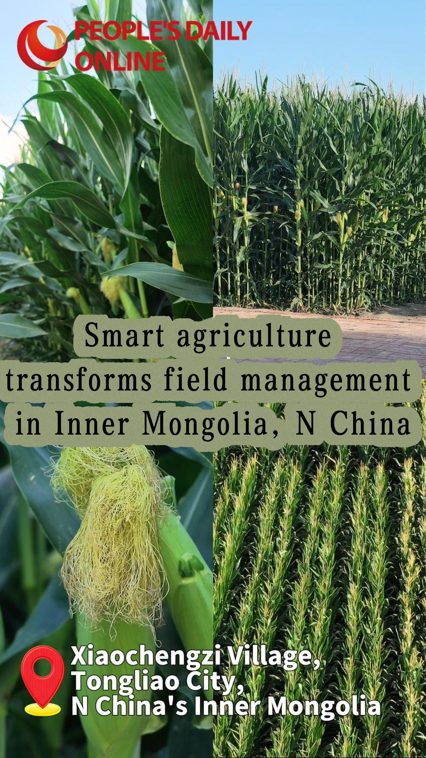 Smart agriculture transforms field management in Inner Mongolia, N China