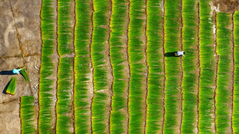 Soft rush crop generates wealth in village in E China's Jiangxi