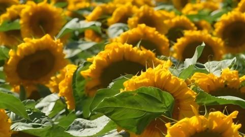 Golden sunflowers burst into bloom in Qinghai