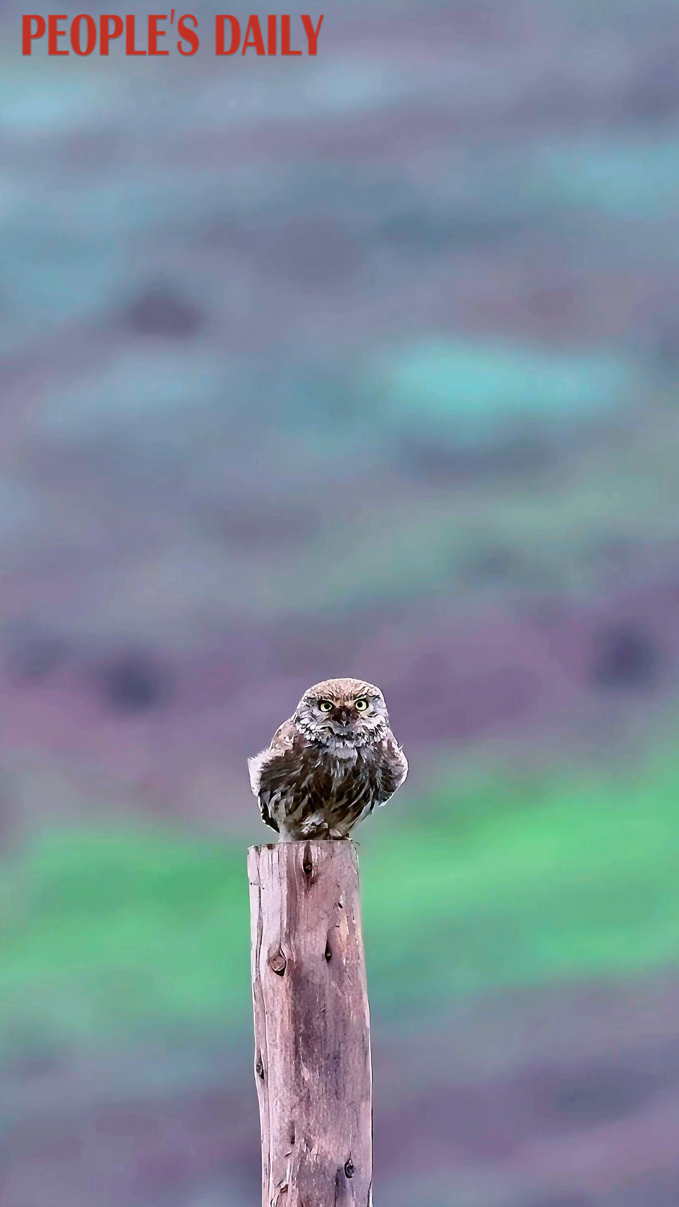 Little owl takes flight in Sichuan's Shiqu County