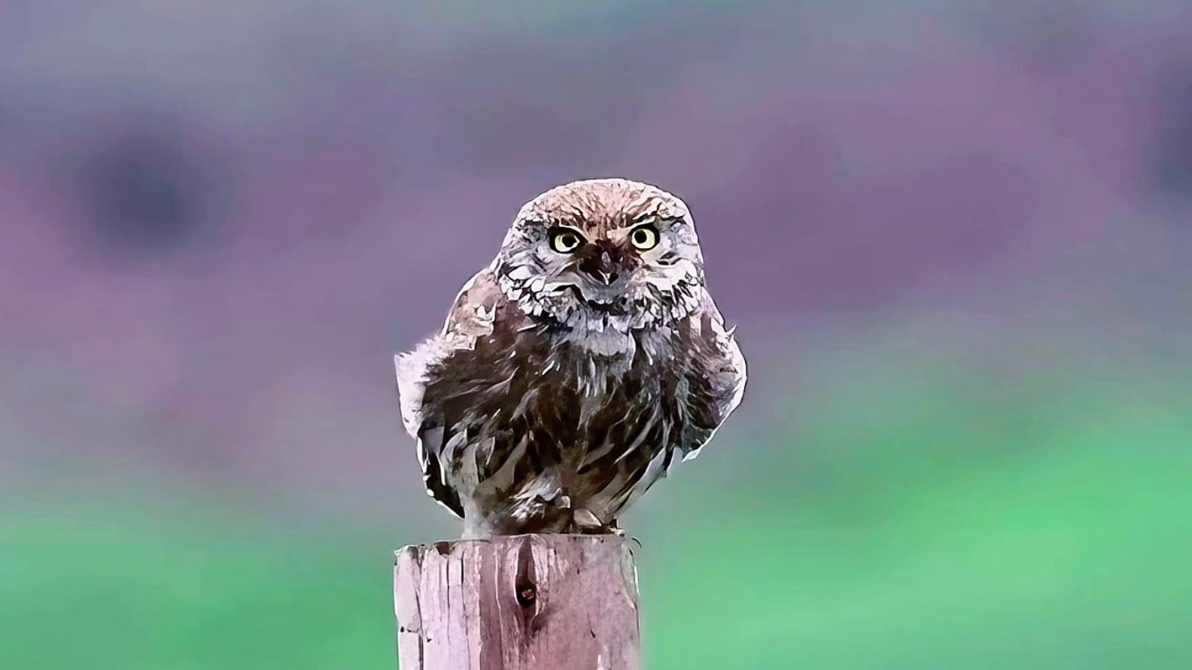 Little owl takes flight in Sichuan's Shiqu County