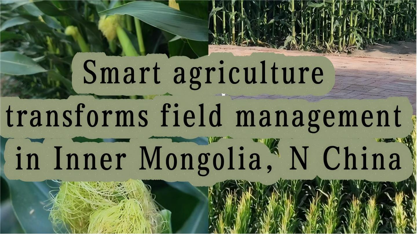 Smart agriculture transforms field management in Inner Mongolia, N China