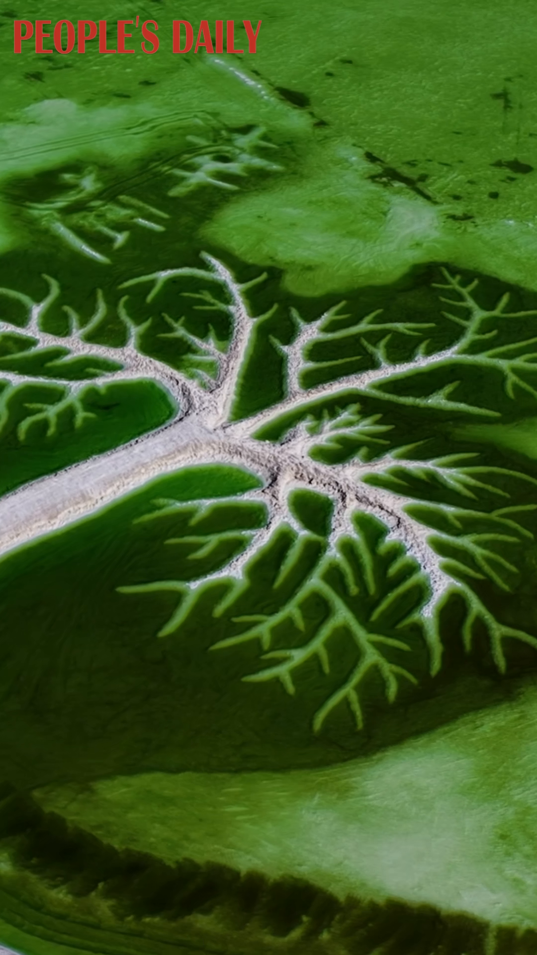 'Giant tree' rises from salt flats at Ruyi Lake in NW China's Qinghai