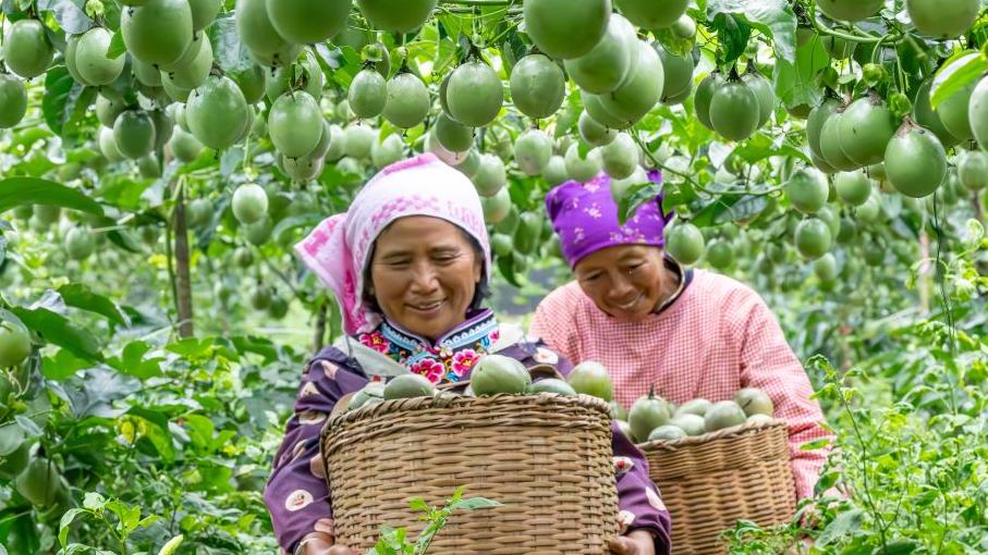 Agricultural products harvested across China