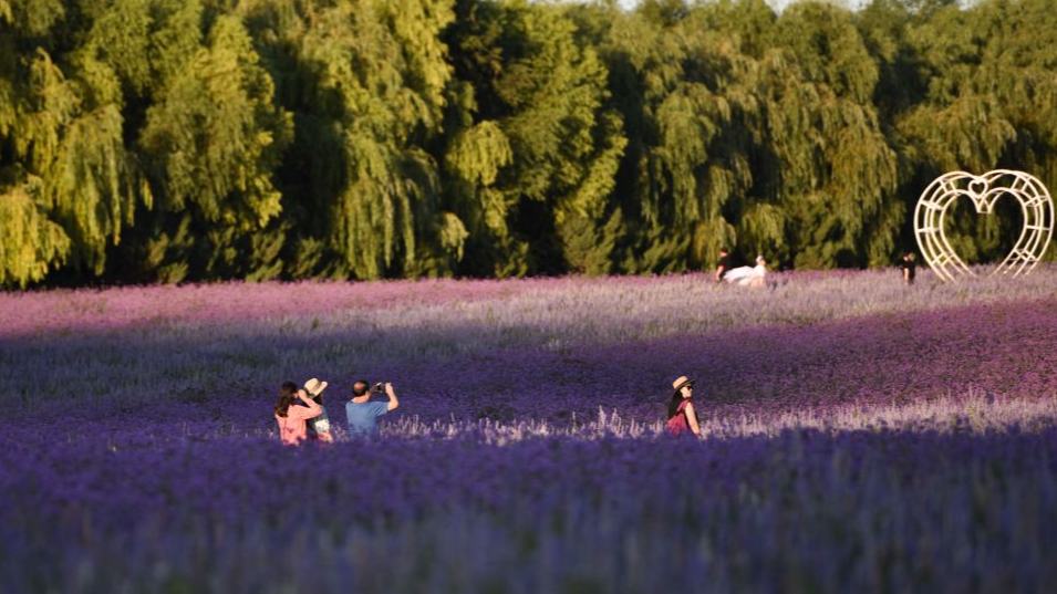 People spend leisure time at lavender field in Tongliao, China's Inner Mongolia