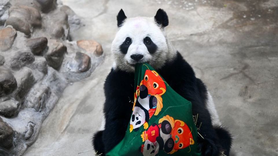 Giant panda Xing Mei celebrates 15th birthday in Tianjin