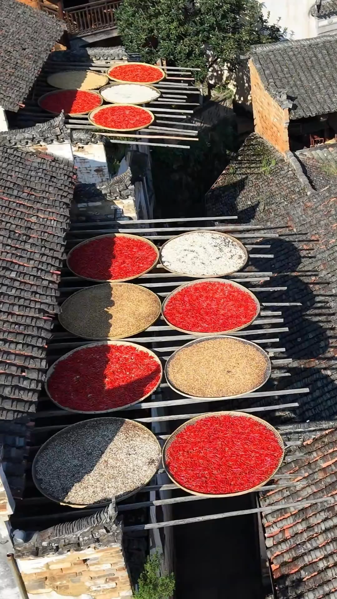 "Shaiqiu": Wuyuan's colorful autumn crop-drying tradition
