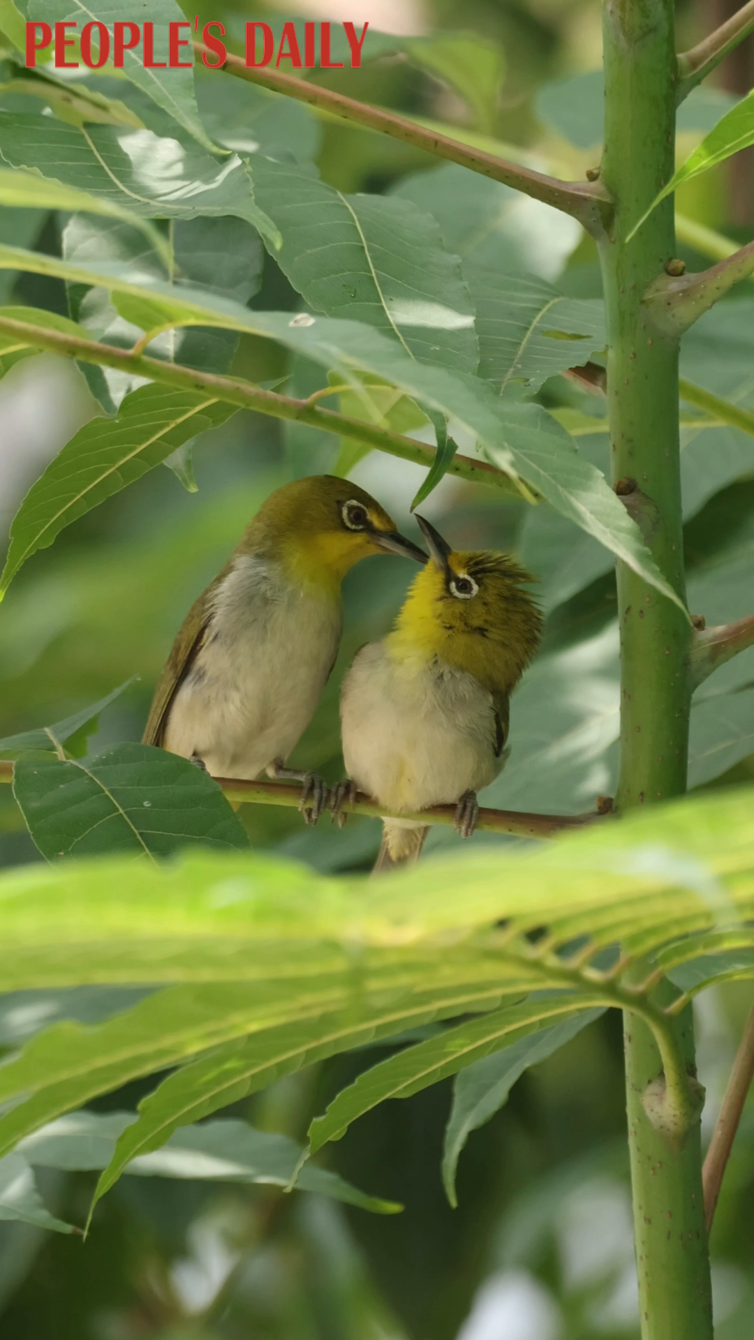 Swinhoe's white-eyes preen one another in Rizhao