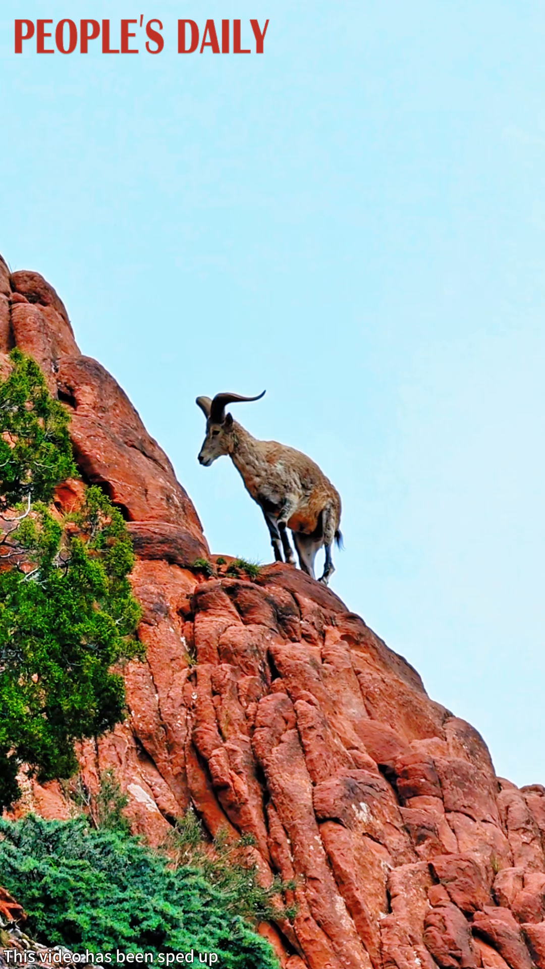 Blue sheep scales steep cliff in Angsai Canyon, Qinghai
