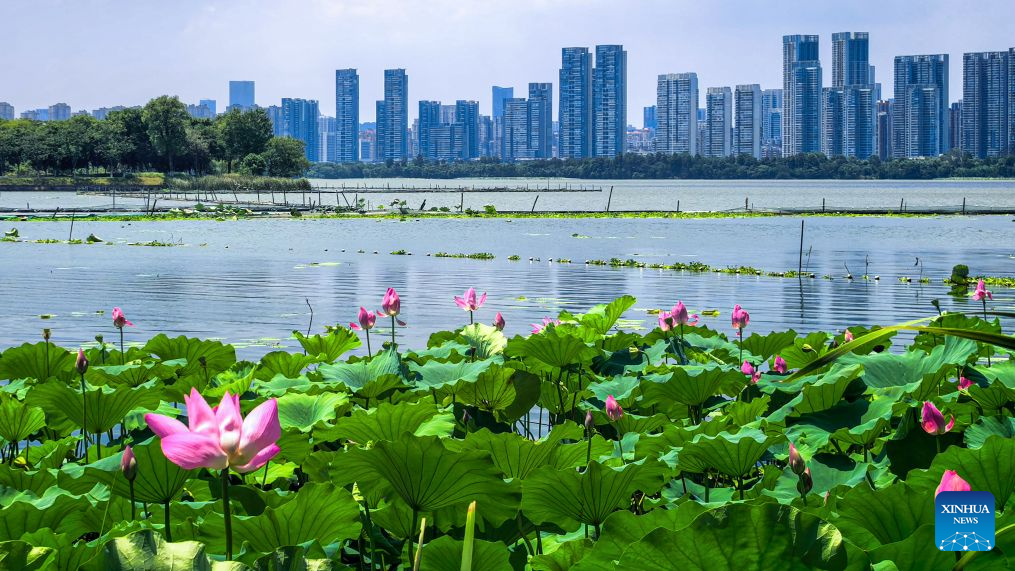Lotus flowers in full bloom at East Lake scenic area in Wuhan