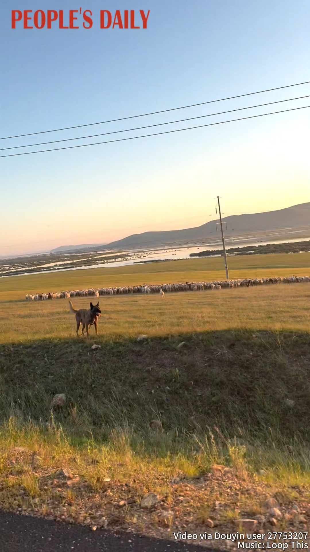 Good boy clears the way for car to pass through sheep herd