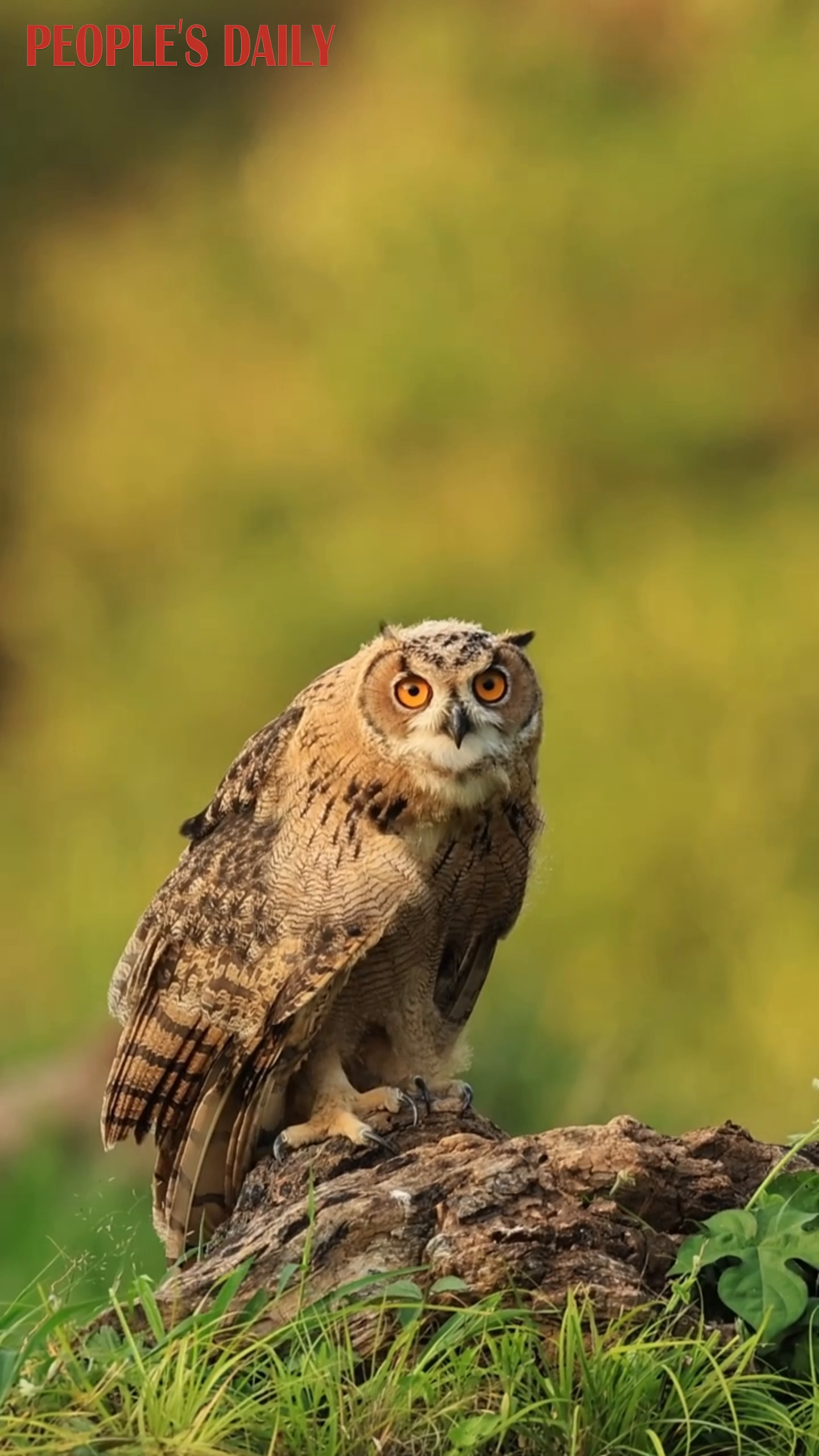 Eurasian eagle-owls flutter and frolic in Hebei