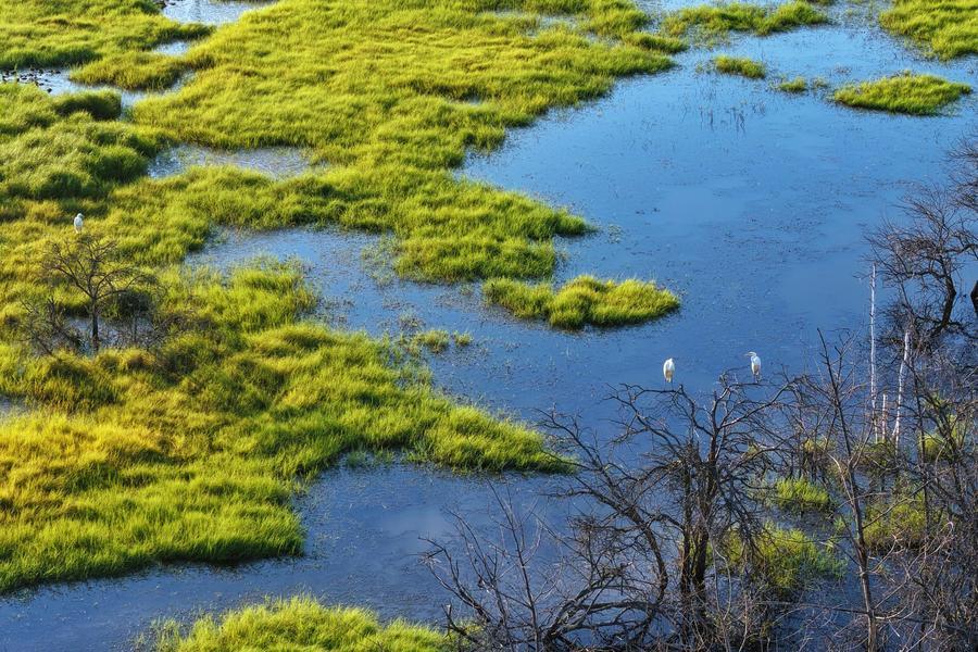 An aerial drone photo taken on Aug. 11, 2026 shows egrets in a wetland of Honghe National Nature Reserve in northeast China's Heilongjiang Province. (Photo by Liu Wanping/Xinhua)