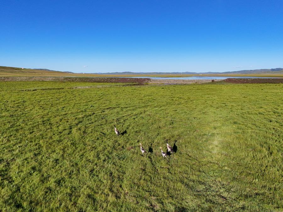 An aerial drone photo taken on Aug. 13, 2026 shows black-necked cranes in Hongyuan County of Aba Tibetan-Qiang Autonomous Prefecture, southwest China's Sichuan Province. (Xinhua/Wang Xi)