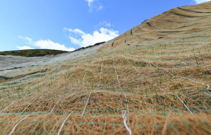 This photo taken on Aug. 23, 2023 shows newly sprouted grass at an ecological restoration project at an abandoned mine area in Zoige County of Aba Tibetan-Qiang Autonomous Prefecture in southwest China's Sichuan Province. (Xinhua/Wang Xi)