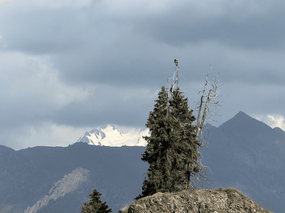 A bird sits on top of a tree in front of the snow covered Bogda Peak at the Tianshan Mountains in Changji, northwest China's Xinjiang Uygur Autonomous Region. (People's Daily Online/Michael Kurtagh)