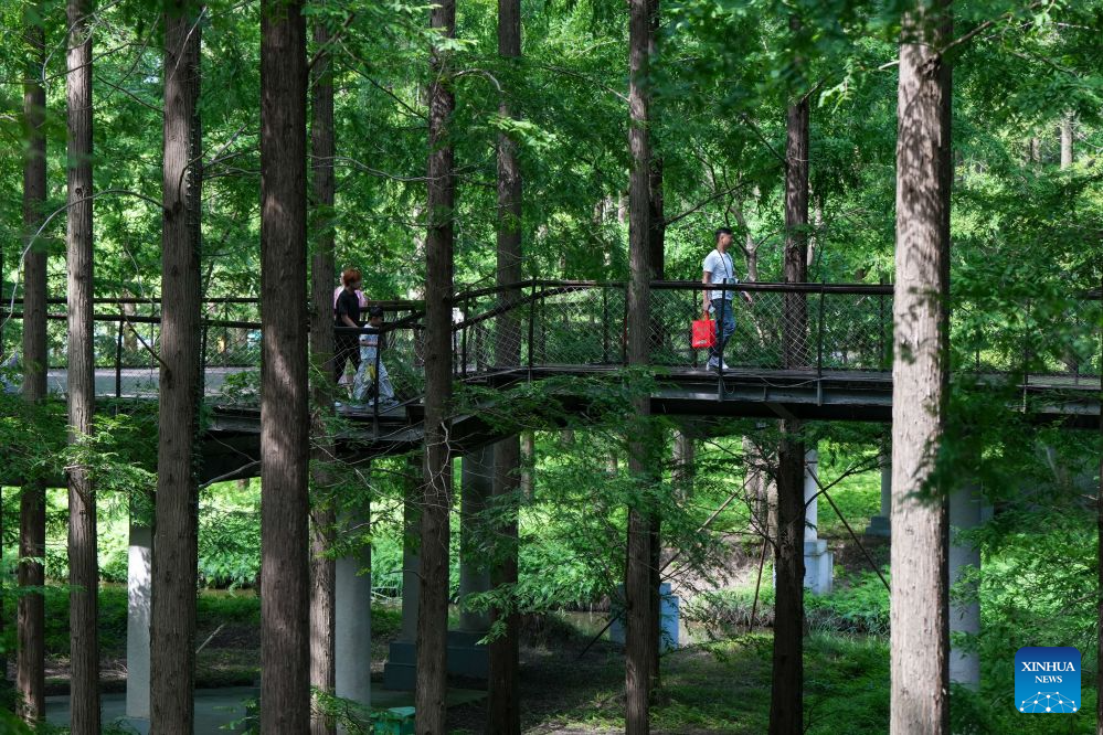 View of Dongtai Huanghai Forest Park in Yancheng, China's Jiangsu
