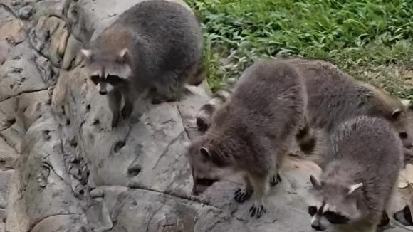 Raccoons frolic in the water at Dongguan zoo
