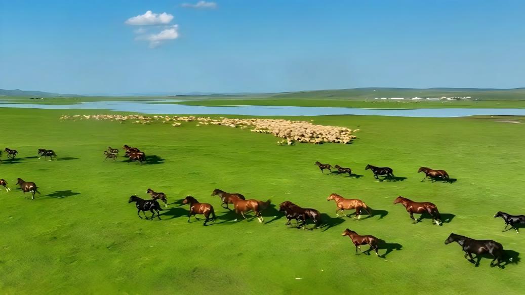 Galloping horses splash through a river on Hulun Buir grasslands