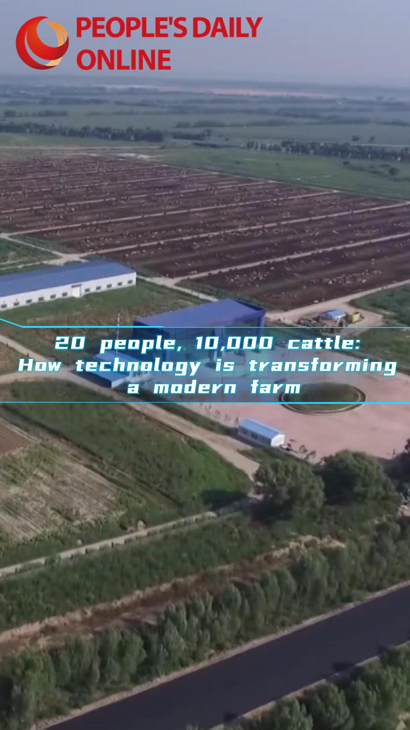 20 people, 10,000 cattle: How technology is transforming a modern farm