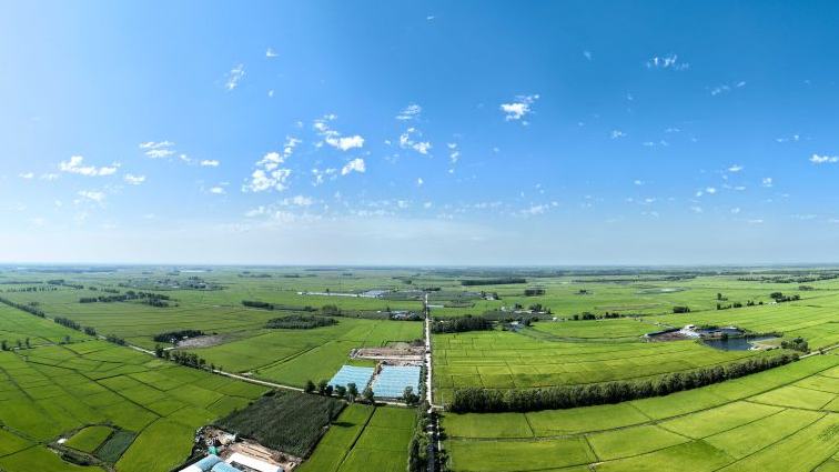 View of rice fields at Haolibao Town in China's Inner Mongolia