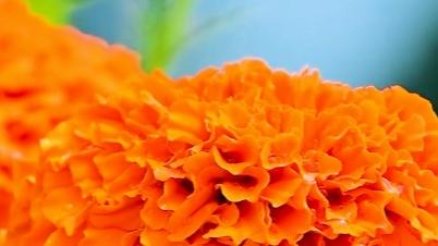 A golden harvest in full bloom
