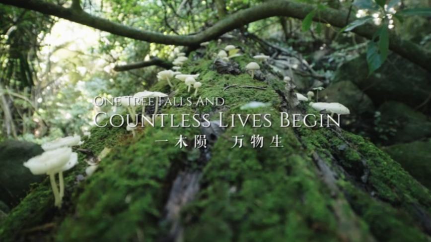 One Tree Falls and Countless Lives Begin