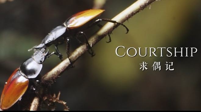 Courtship