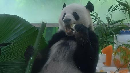 Birthday treats! Giant panda Xing Yi turns 13 with a special cake