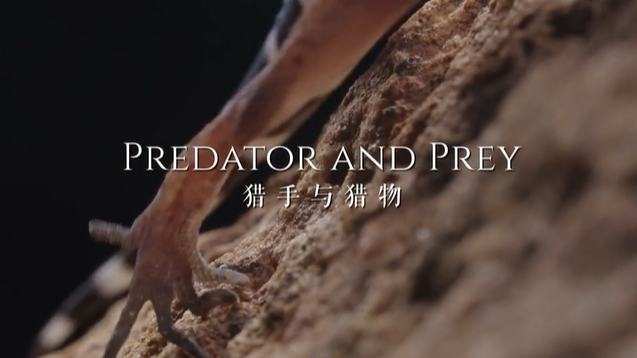 Predator and Prey
