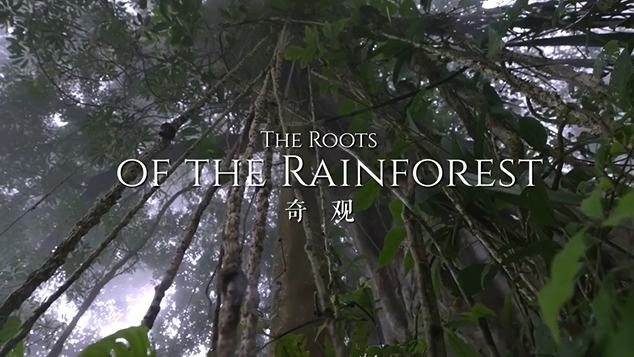 The Roots of the Rainforest